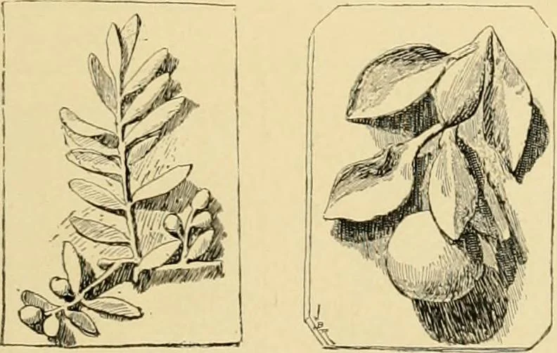 An illustration from Catalogue of plaster cast reproductions from antique, medieval and modern sculpture : subjects for art schools., 1901, leaf 250