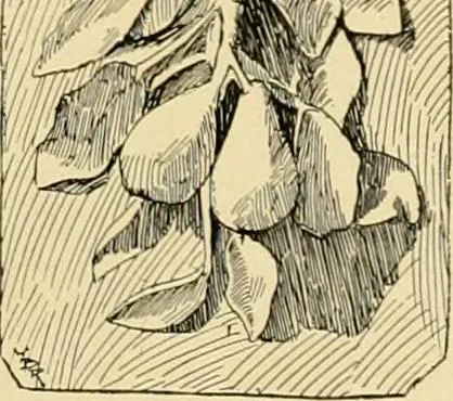 An illustration from Catalogue of plaster cast reproductions from antique, medieval and modern sculpture : subjects for art schools., 1901, leaf 250
