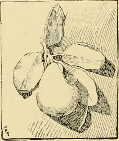 An illustration from Catalogue of plaster cast reproductions from antique, medieval and modern sculpture : subjects for art schools., 1901, leaf 250
