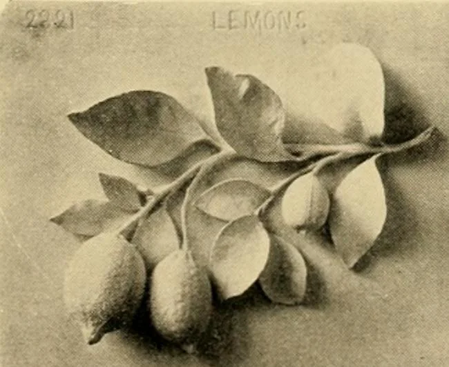 An illustration from Catalogue of plaster cast reproductions from antique, medieval and modern sculpture : subjects for art schools., 1901, leaf 252