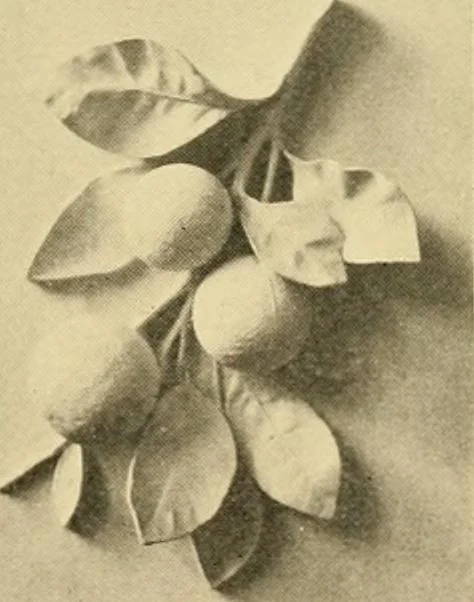 An illustration from Catalogue of plaster cast reproductions from antique, medieval and modern sculpture : subjects for art schools., 1901, leaf 252