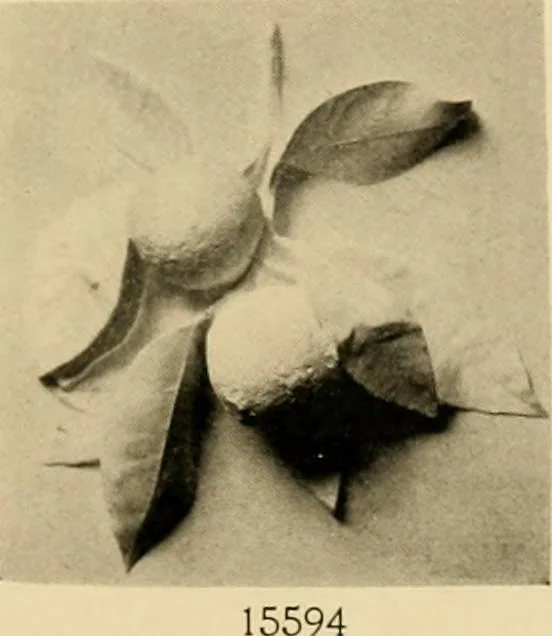 An illustration from Catalogue of plaster cast reproductions from antique, medieval and modern sculpture : subjects for art schools., 1901, leaf 252
