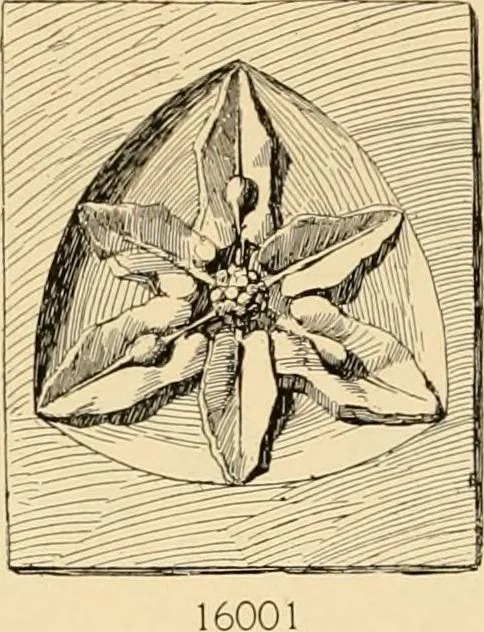 An illustration from Catalogue of plaster cast reproductions from antique, medieval and modern sculpture : subjects for art schools., 1901, leaf 253