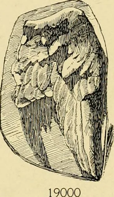 An illustration from Catalogue of plaster cast reproductions from antique, medieval and modern sculpture : subjects for art schools., 1901, leaf 280
