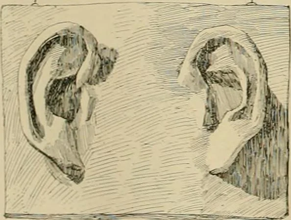 An illustration from Catalogue of plaster cast reproductions from antique, medieval and modern sculpture., 1894, leaf 143