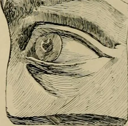 An illustration from Catalogue of plaster cast reproductions from antique, medieval and modern sculpture., 1894, leaf 143