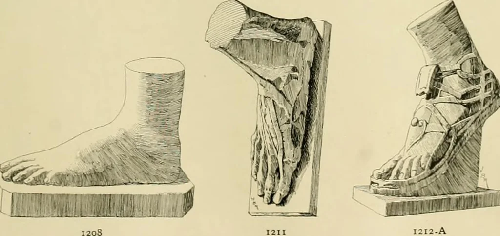 An illustration from Catalogue of plaster cast reproductions from antique, medieval and modern sculpture., 1894, leaf 152