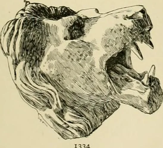 An illustration from Catalogue of plaster cast reproductions from antique, medieval and modern sculpture., 1894, leaf 170
