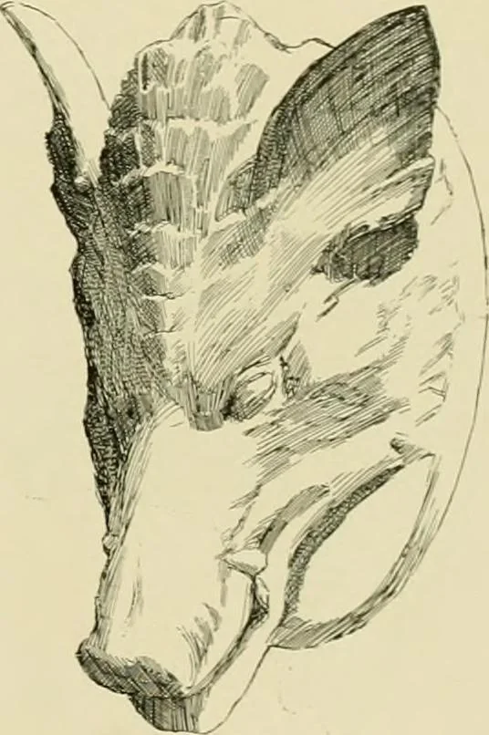 An illustration from Catalogue of plaster cast reproductions from antique, medieval and modern sculpture., 1894, leaf 170