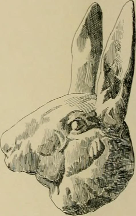 An illustration from Catalogue of plaster cast reproductions from antique, medieval and modern sculpture., 1894, leaf 173