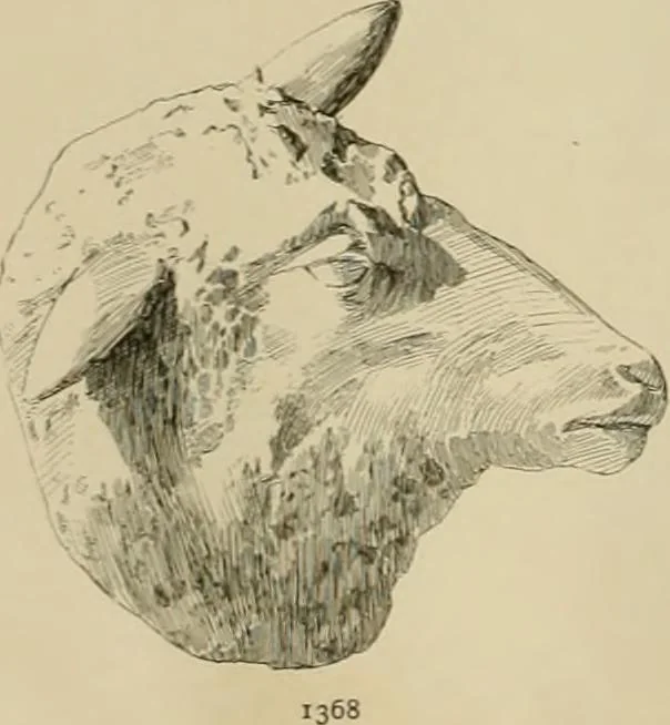 An illustration from Catalogue of plaster cast reproductions from antique, medieval and modern sculpture., 1894, leaf 173