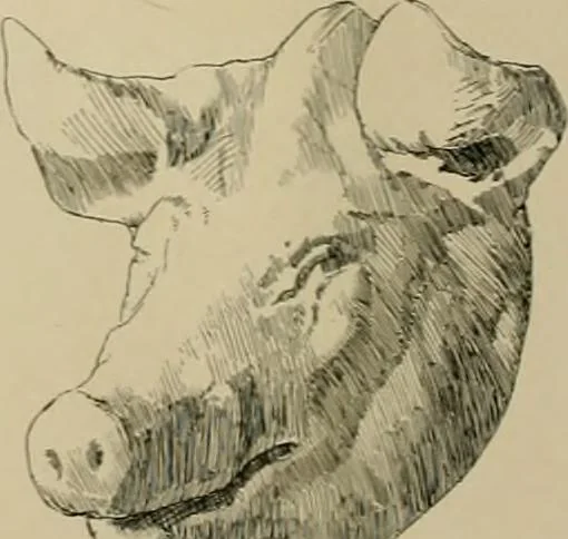 An illustration from Catalogue of plaster cast reproductions from antique, medieval and modern sculpture., 1894, leaf 173
