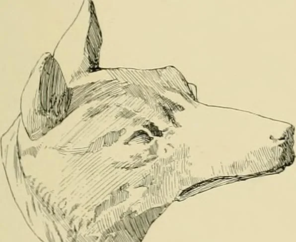 An illustration from Catalogue of plaster cast reproductions from antique, medieval and modern sculpture., 1894, leaf 174