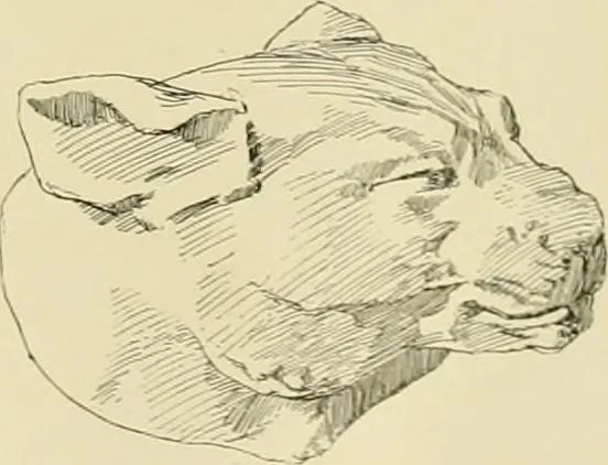 An illustration from Catalogue of plaster cast reproductions from antique, medieval and modern sculpture., 1894, leaf 174