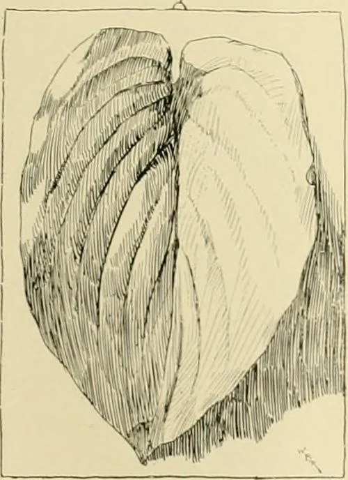 An illustration from Catalogue of plaster cast reproductions from antique, medieval and modern sculpture., 1894, leaf 178