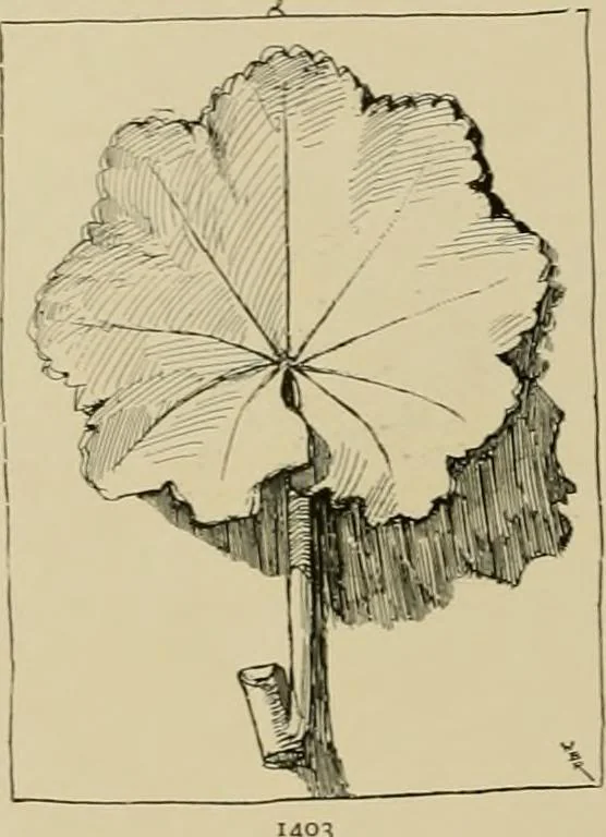 An illustration from Catalogue of plaster cast reproductions from antique, medieval and modern sculpture., 1894, leaf 179