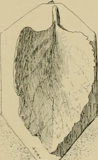 An illustration from Catalogue of plaster cast reproductions from antique, medieval and modern sculpture., 1894, leaf 179
