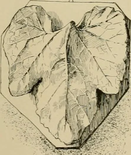 An illustration from Catalogue of plaster cast reproductions from antique, medieval and modern sculpture., 1894, leaf 179
