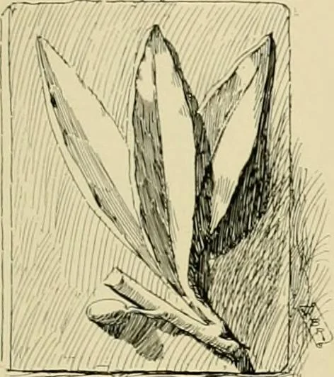 An illustration from Catalogue of plaster cast reproductions from antique, medieval and modern sculpture., 1894, leaf 182