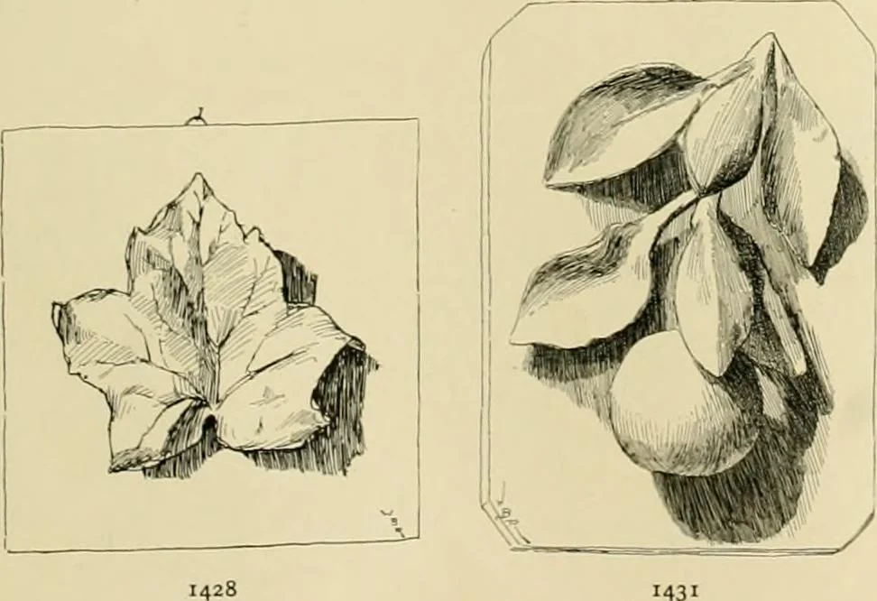 An illustration from Catalogue of plaster cast reproductions from antique, medieval and modern sculpture., 1894, leaf 182
