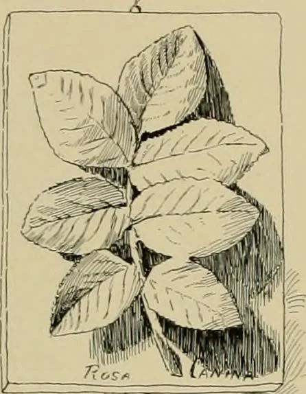 An illustration from Catalogue of plaster cast reproductions from antique, medieval and modern sculpture., 1894, leaf 183