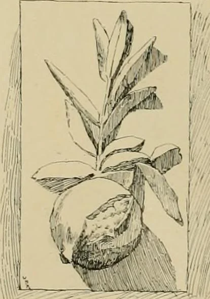 An illustration from Catalogue of plaster cast reproductions from antique, medieval and modern sculpture., 1894, leaf 183