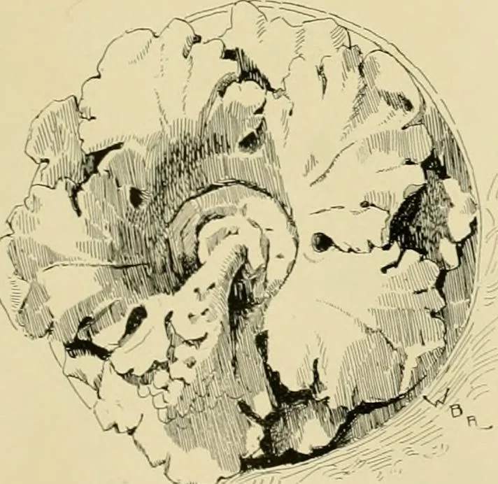 An illustration from Catalogue of plaster cast reproductions from antique, medieval and modern sculpture., 1894, leaf 200