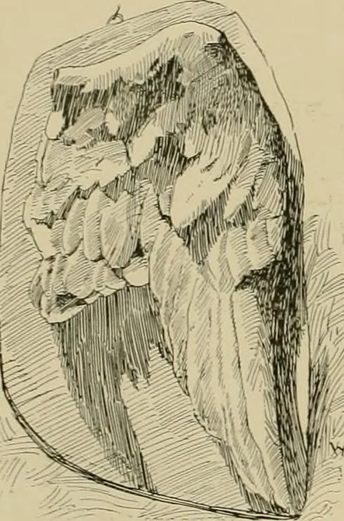 An illustration from Catalogue of plaster cast reproductions from antique, medieval and modern sculpture., 1894, leaf 211