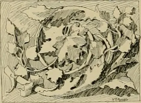 An illustration from Catalogue of plaster cast reproductions from antique, medieval and modern sculpture., 1894, leaf 211