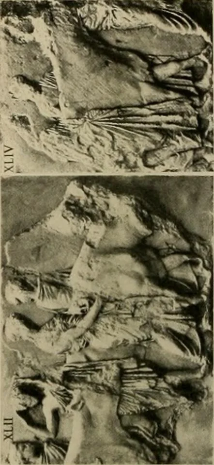 An illustration from Catalogue of plaster reproductions from antique, medieval and modern sculpture : subjects for art schools made and for sale by P.P. Caproni, 1913, leaf 69