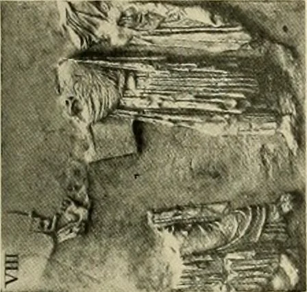 An illustration from Catalogue of plaster reproductions from antique, medieval and modern sculpture : subjects for art schools made and for sale by P.P. Caproni, 1913, leaf 70