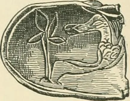 An illustration from Catalogue of the silver plate (Greek, Etruscan and Roman) in the British Museum, 1921, leaf 55