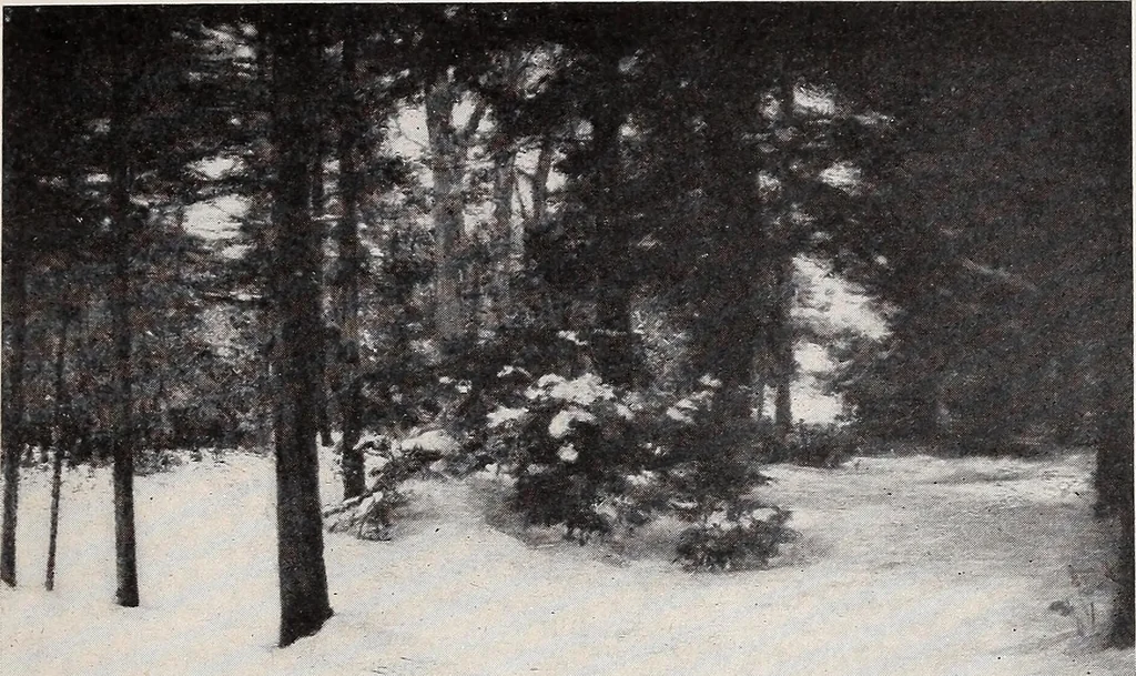 An illustration from Catalogue of summer exhibition, 1904., 1904, leaf 28
