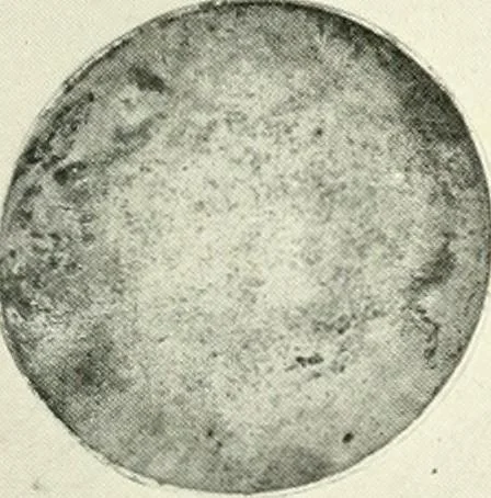 An illustration from Catalogue of an unique collection of Greek and Roman marbles, important gothic sculptures, primitive paintings, ceramics, tapestries and ancient rugs, including two monumental altars and a Greek iconostas, coming from historical collections and gathered in England, France, Austria, Italy and the Levant by a well-known European connoisseur during many years of discriminating collecting. The entire collection of 824 objects to be sold at public auction at the Anderson galleries ... New York city, on January twenty-sixth to twenty-ninth <1921> inclusive, 1921, leaf 184