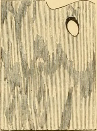 An illustration from Catalogue and price list of artists' materials., 1857, leaf 29