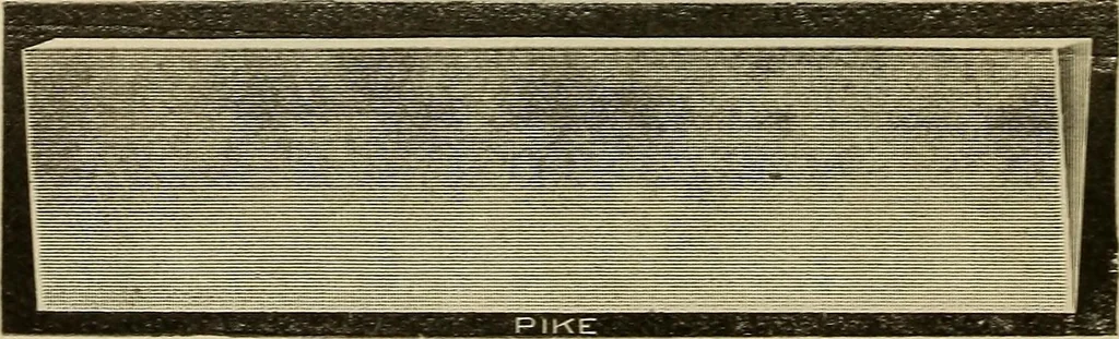 An illustration from Catalogue and price list of Mackey print paoer co., 1897, leaf 179