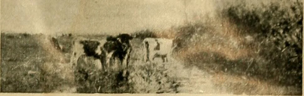 An illustration from Catalogus der schilderijen, miniaturen, pastels, omlijste teekeningen enz in het Rijks-Museum te Amsterdam, 1903, leaf 264