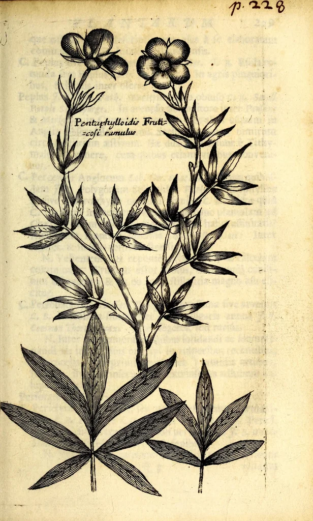 An illustration from Catalogus plantarum Angliae, et insularum adjacentium: tum indigenas, tum in agris passim cultas complectens. In quo praeter synonyma necessaria, facultates quoque summatim traduntur, unà cum observationibus & experimentis novis medicis & physics, 1677, leaf 263