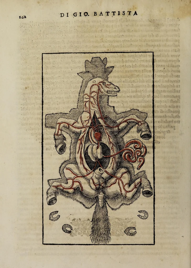An illustration from Cauallo frenato, 1602, leaf 114