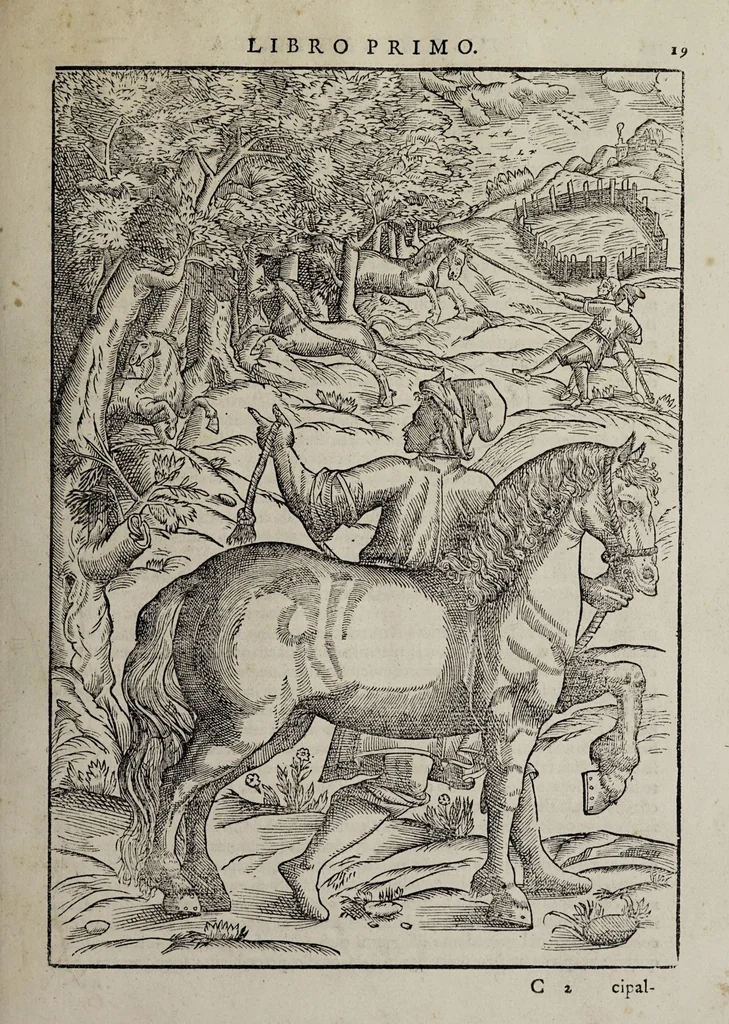 An illustration from Cauallo frenato, 1602, leaf 31
