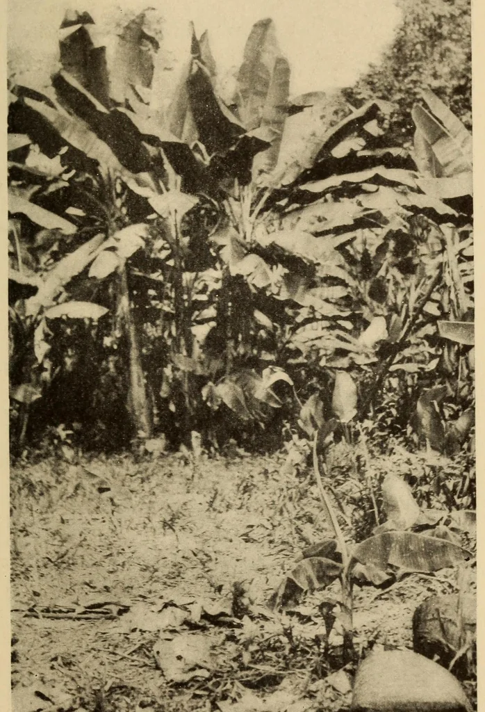 An illustration from The Cayapa Indians of Ecuador, 1925, leaf 163