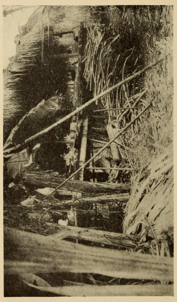 An illustration from The Cayapa Indians of Ecuador, 1925, leaf 178