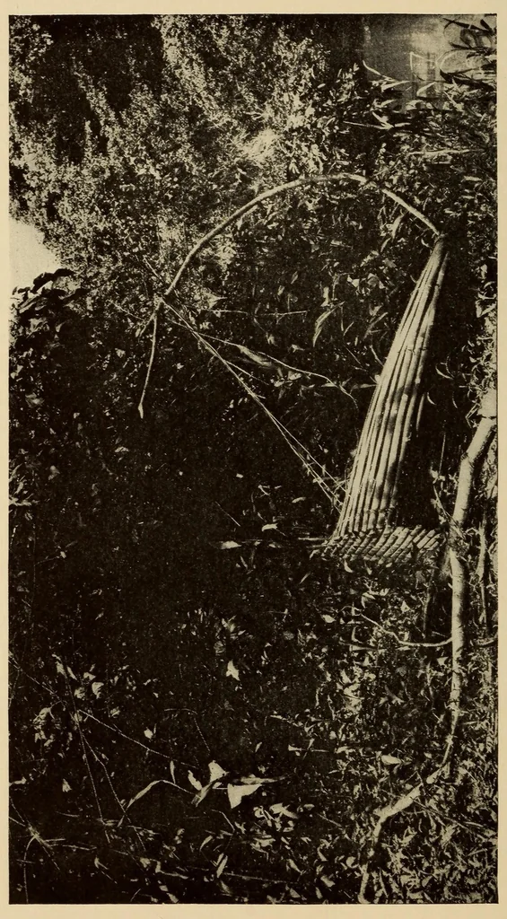 An illustration from The Cayapa Indians of Ecuador, 1925, leaf 224