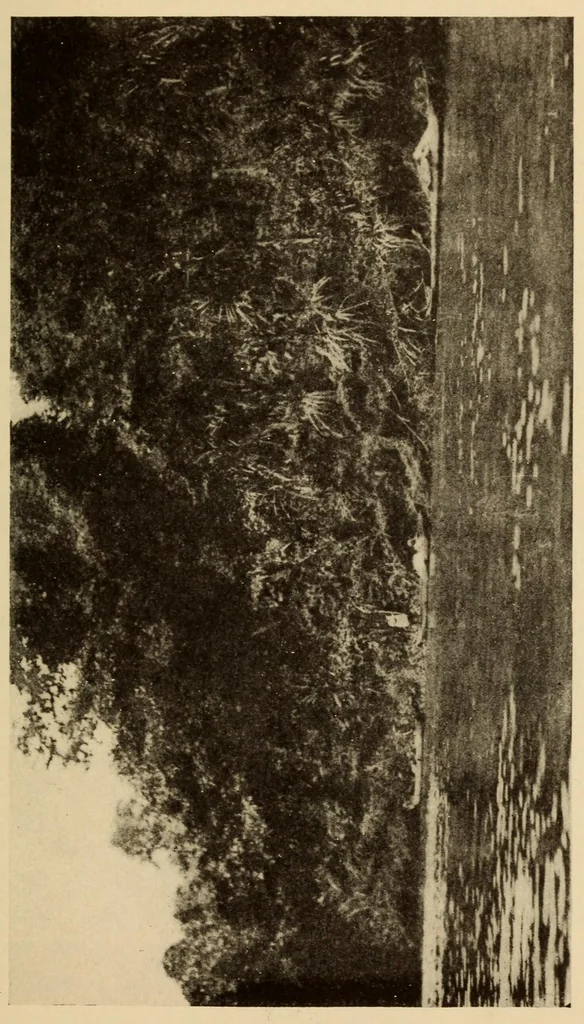 An illustration from The Cayapa Indians of Ecuador, 1925, leaf 267