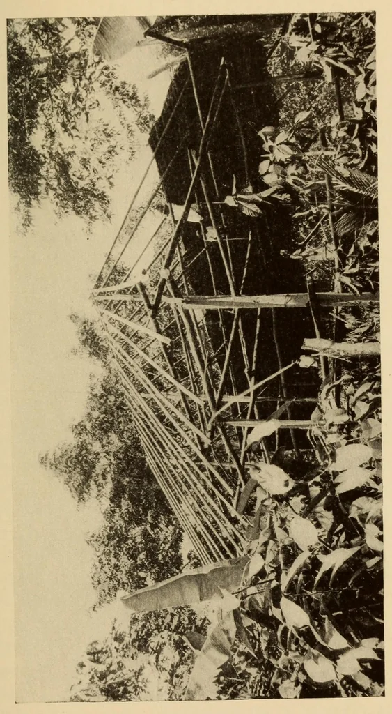 An illustration from The Cayapa Indians of Ecuador, 1925, leaf 85