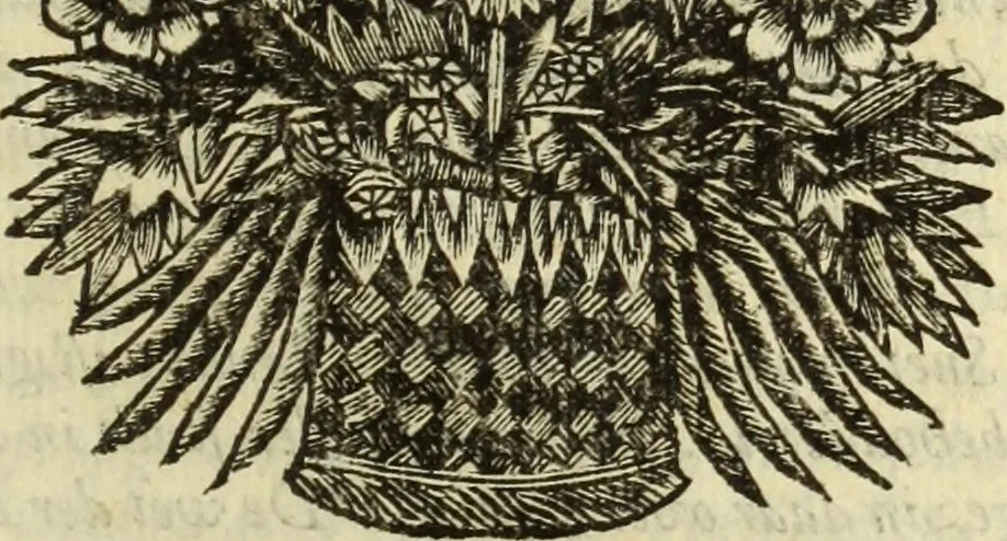 An illustration from C. Cornelius Tacitus. Jaarboeken en Historien, ook zyn Germanie, 1684, leaf 386