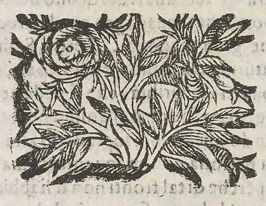 An illustration from Cefalogia fisonomica diuisa in dieci deche : doue conforme à'documenti d'Aristotile, e d'altri filosofi naturali, con breui discorsi, e diligenti osseruationi si esaminano le fisonomie : di cento teste humane che intagliate si vedono in quest' opera : dalle quali per più segni e congetture si dimostrano varie inclinationi di huomini e don̄e, 1630, leaf 116