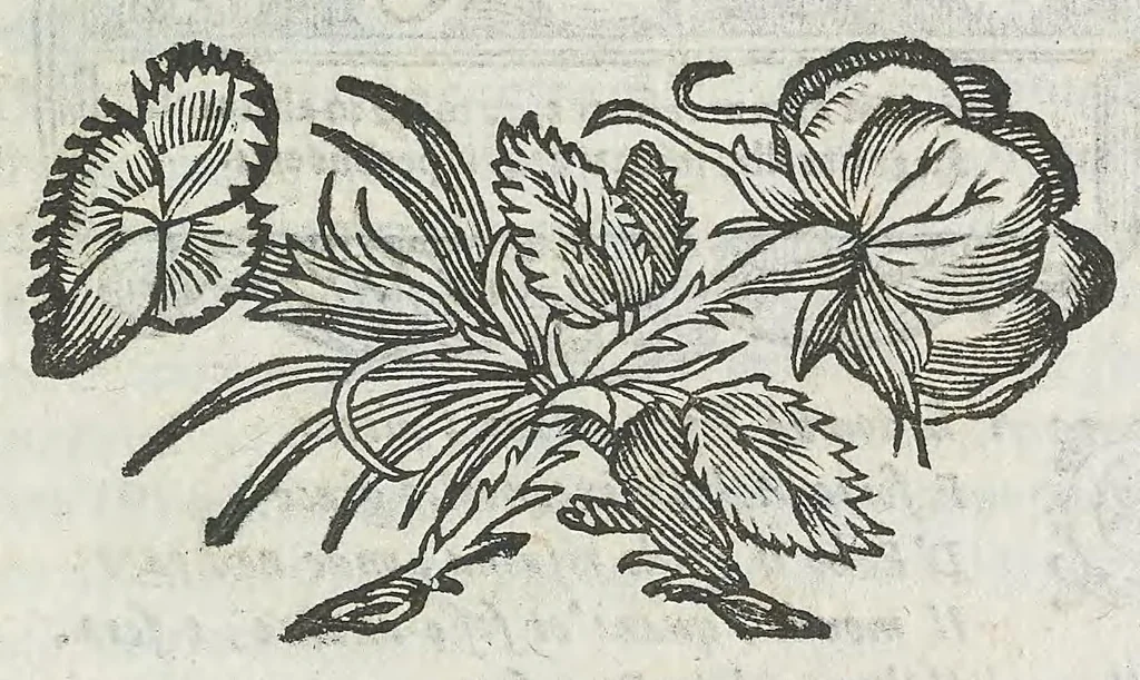 An illustration from Cefalogia fisonomica diuisa in dieci deche : doue conforme à'documenti d'Aristotile, e d'altri filosofi naturali, con breui discorsi, e diligenti osseruationi si esaminano le fisonomie : di cento teste humane che intagliate si vedono in quest' opera : dalle quali per più segni e congetture si dimostrano varie inclinationi di huomini e don̄e, 1630, leaf 179