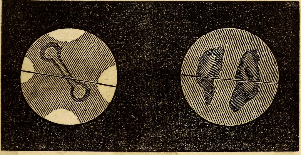 An illustration from Celestial scenery, or, The Wonders of the planetary system displayed : illustrating the perfections of deity and a plurality of worlds, 1845, leaf 126