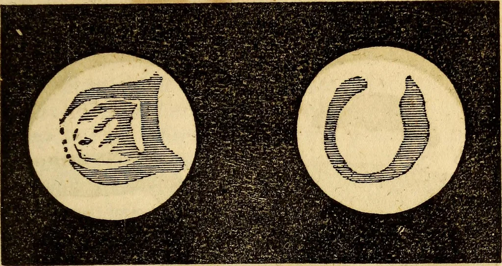 An illustration from Celestial scenery, or, The Wonders of the planetary system displayed : illustrating the perfections of deity and a plurality of worlds, 1845, leaf 128